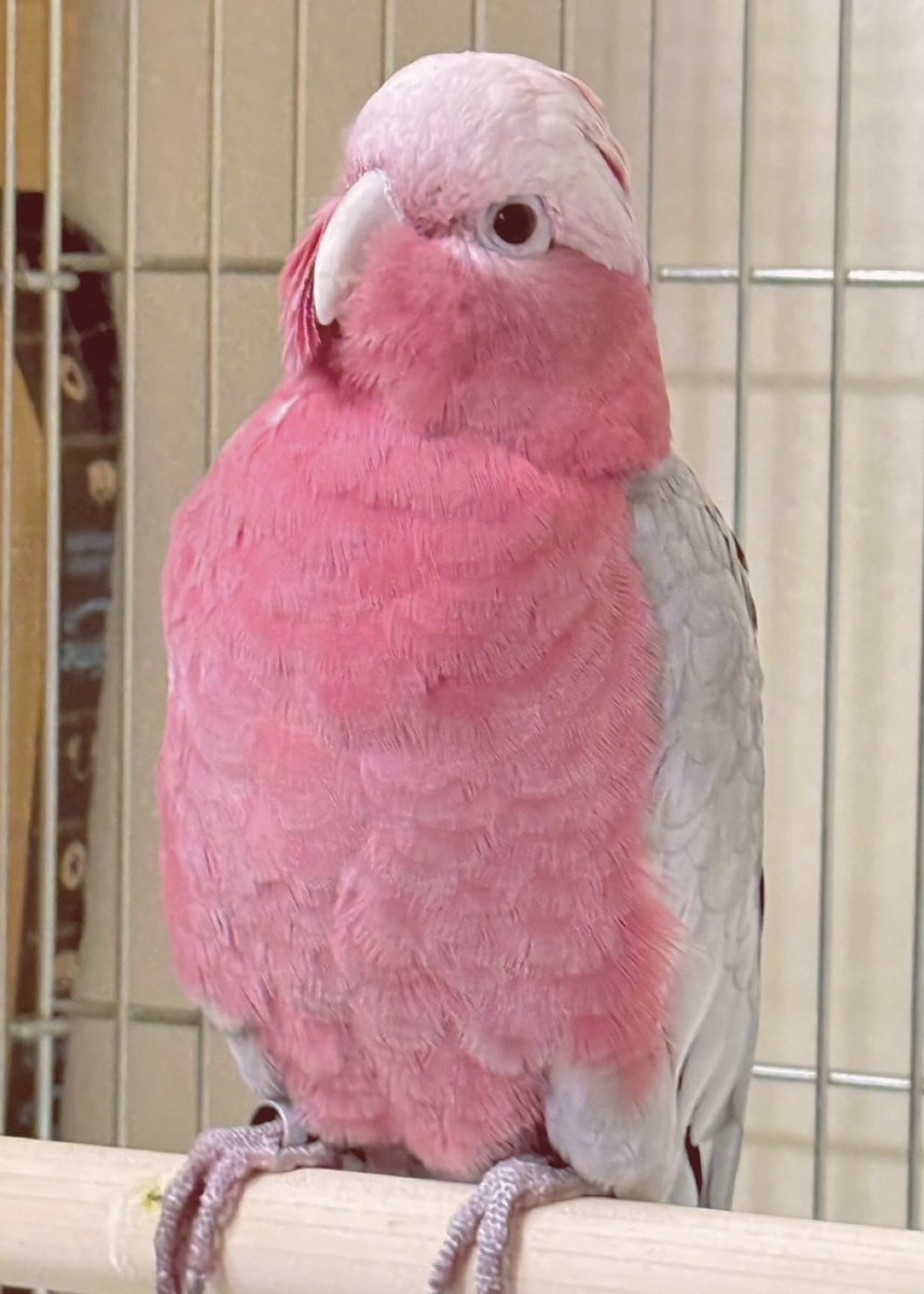 Lune_illusion's tweet photo. 先日モモイロインコ♂をお迎えしました
でかい！丸い！喋る！
名前はモモタロウ🍑
私ではなく旦那がメインでお世話している鳥です https://t.co/Qj8NbaEuf7