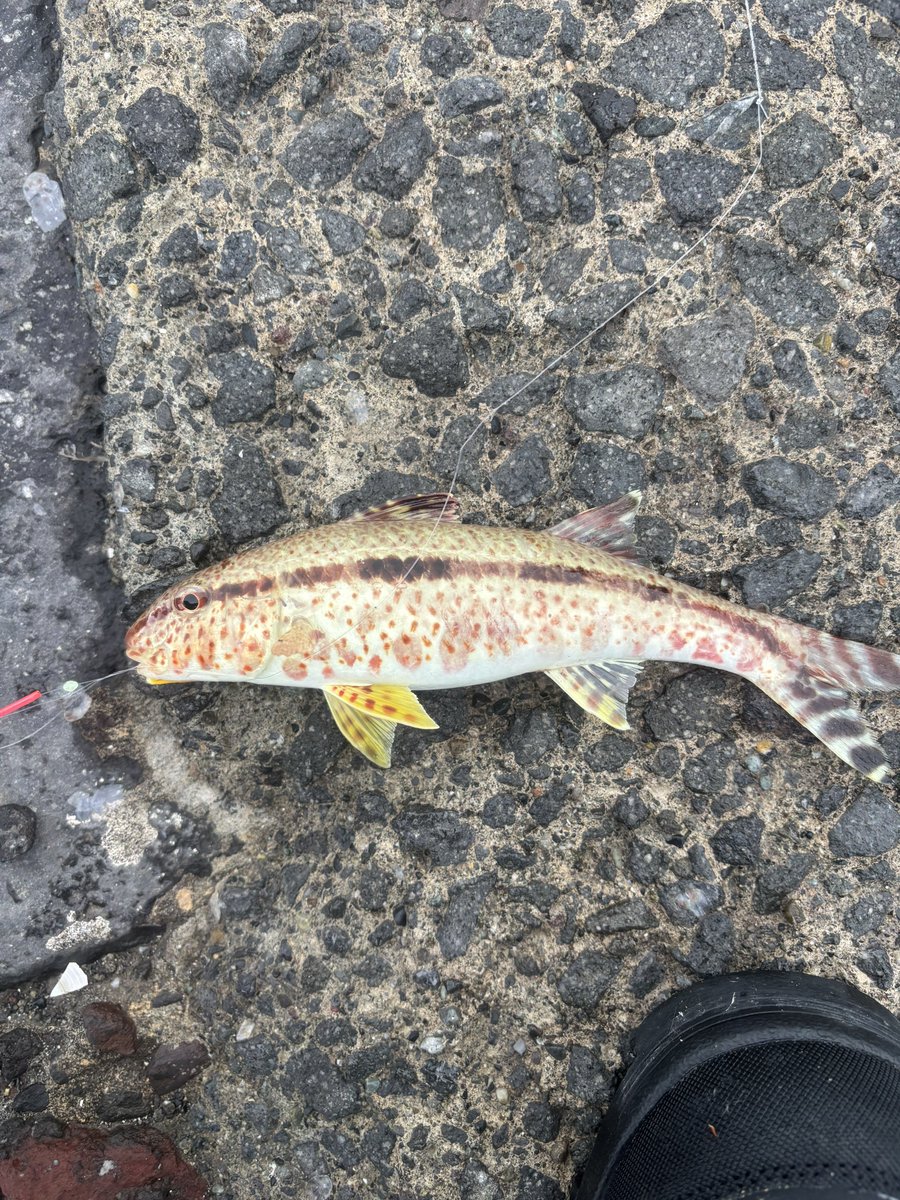 haruthony's tweet photo. ヒメジの仲間だろうけど分からんしめっちゃ釣れるから逃してたこいつ、今更調べたら食味非常に美味とか書いてあって非常に後悔🥹
まだ釣れるかなー https://t.co/yHO3l6rLr8