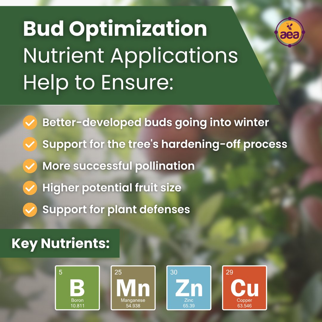 AdvancingEcoAg's tweet photo. In trees and berries, bud optimization nutrients are key to growing a good crop next year.

Why? Because next year's buds are developing now! And packing them full of nutrients means they'll have what they need to produce exceptional flowers and fruit.

Especially important are Boron, Manganese, Zinc, & Copper.

🍎 Learn more: https://t.co/LaGFSSr1xi
🤑 15% off Bud Optimization nutrients: https://t.co/pwevRfj9Bi