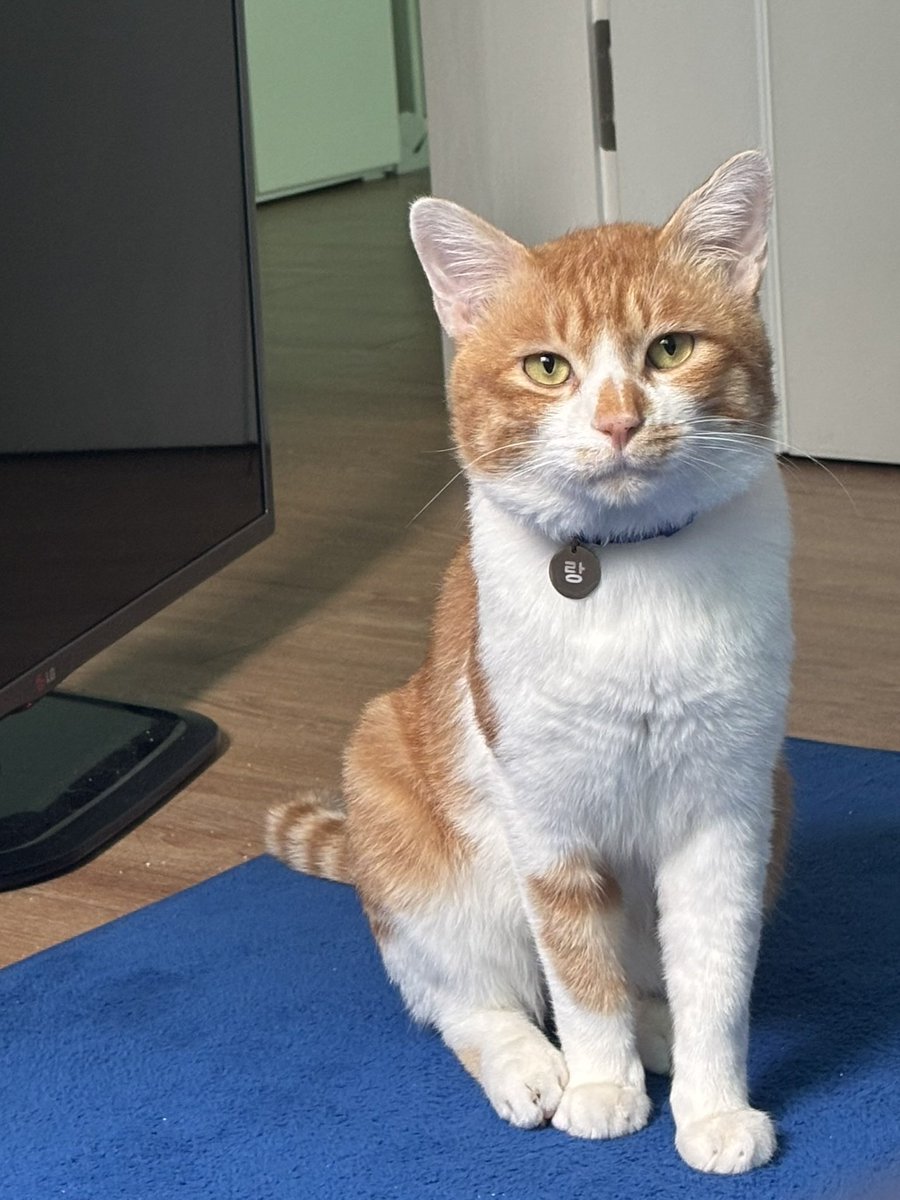 feed_Rang's tweet photo. 우리집 고양이 길 시절 사진 보실분 
얼굴 팔각형이었는데 집에 오고 한달만에 동그라미 됨 https://t.co/C3IsHxBVOO