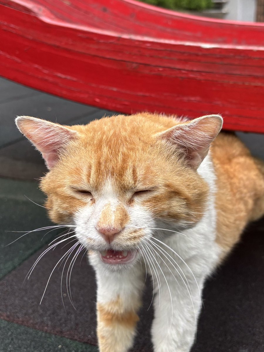 feed_Rang's tweet photo. 우리집 고양이 길 시절 사진 보실분 
얼굴 팔각형이었는데 집에 오고 한달만에 동그라미 됨 https://t.co/C3IsHxBVOO