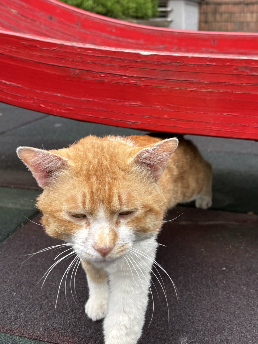 feed_Rang's tweet photo. 우리집 고양이 길 시절 사진 보실분 
얼굴 팔각형이었는데 집에 오고 한달만에 동그라미 됨 https://t.co/C3IsHxBVOO