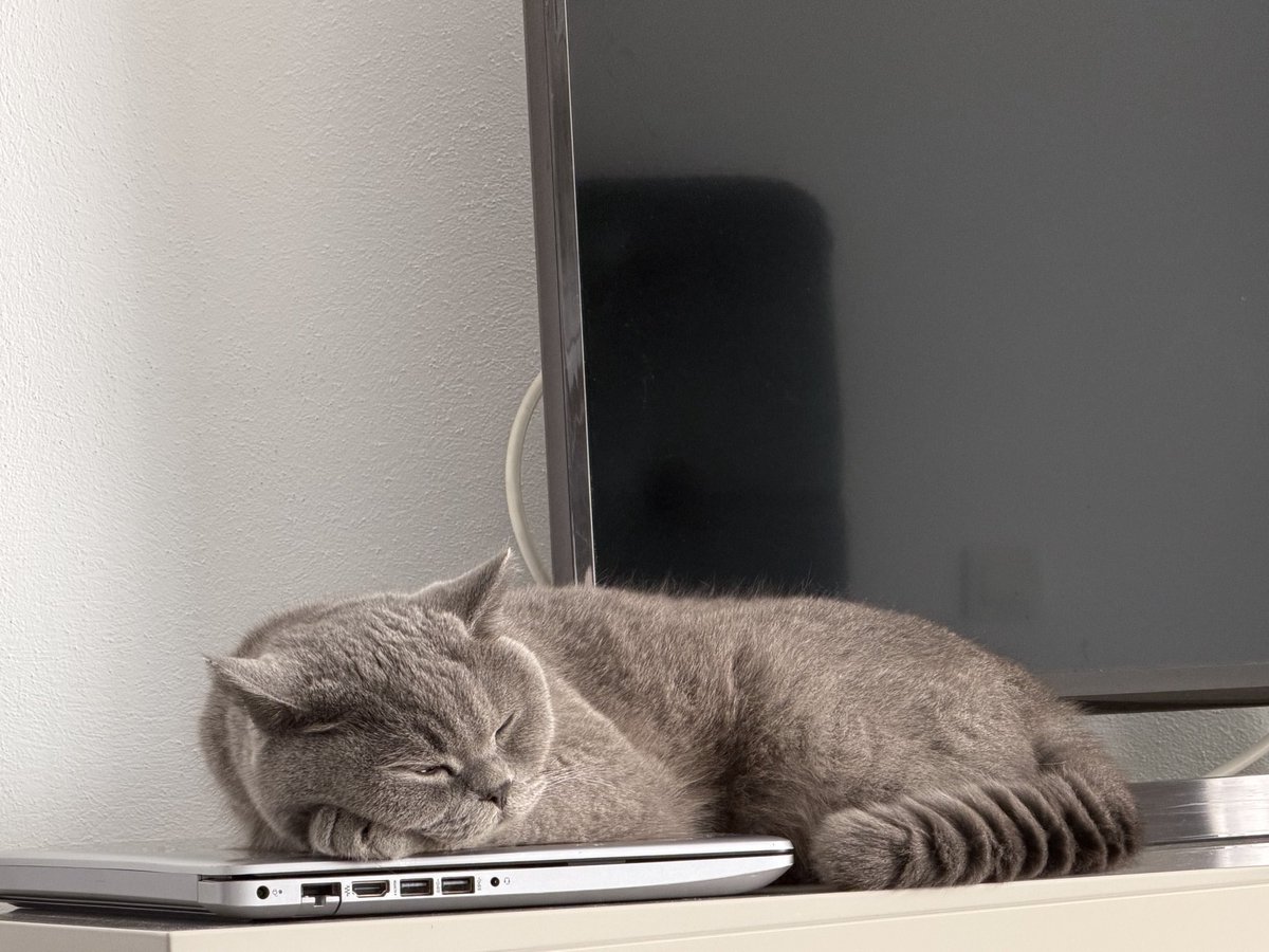 MewMeowOG's tweet photo. Meow office time ❤️ @elonmusk @cz_binance https://t.co/zvKOS7WcTt