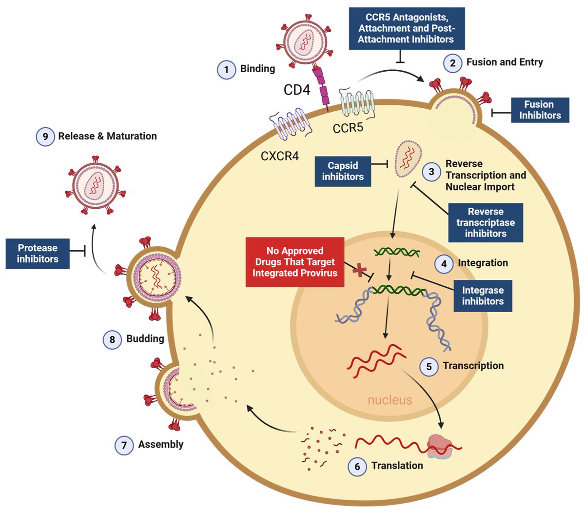 VirusesMDPI's tweet photo. Why is HIV still so difficult to cure? 🧬

Tessa C. Chou et al. review the persistent HIV reservoir, the mechanisms behind latency, and emerging strategies to eliminate it.

The goal: a safe, effective, and scalable cure. 

🔗https://t.co/4ELwna38tu https://t.co/2xSD9N2LAU