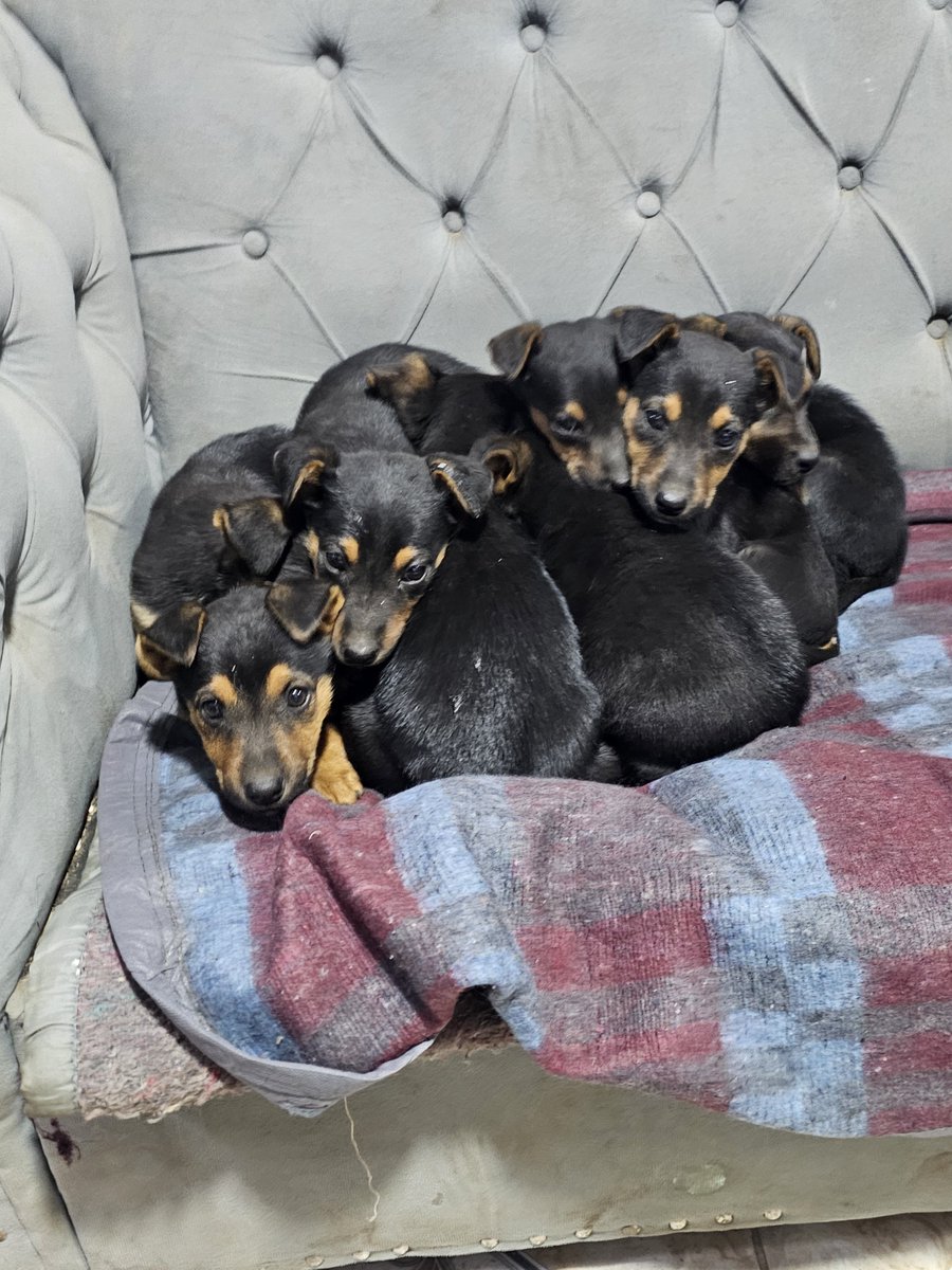sol_palacios_m's tweet photo. Necesitamos ayuda para los cachorritos, no tenemos alimento para cachorritos,estan con garrapatas y parasitosis horrible. A llegado poca ayuda para ellos, el rescate fue complicado pero necesitamos ayuda😭💔🙏por favor todo suma
Solange Palacios
Banco estado
Cuenta rut
17376209-7 https://t.co/XiqncH3Sog