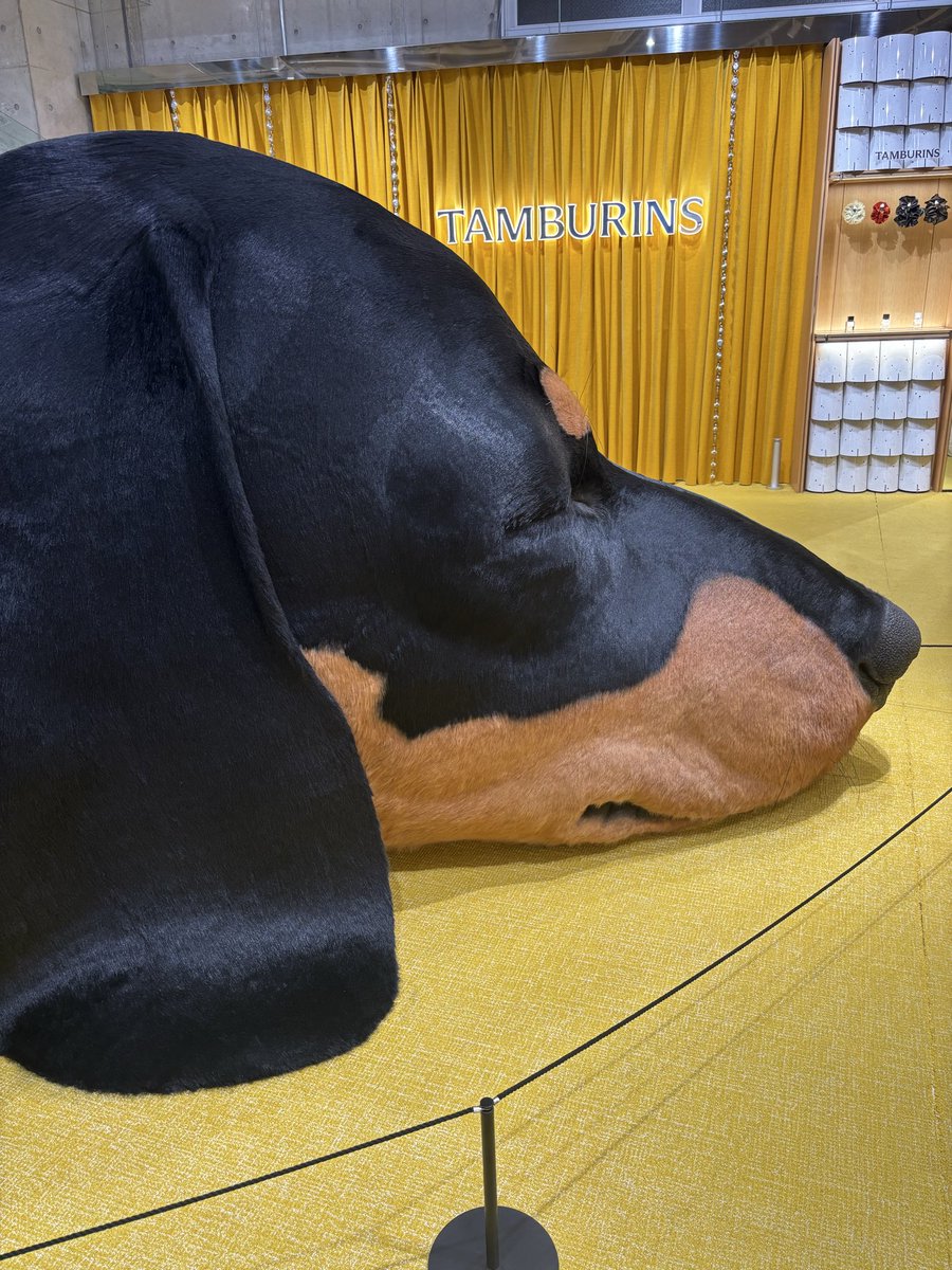 makiron_post's tweet photo. デッッッッ……寝いぬ🐶
偶然見かけたのだけど日本にも棲息してるんだね…鼻紋も作り込まれてて非常にLOVE

ゆっくり呼吸してるんだよォ😭かわいいね
耳もたまに動く かわいいね https://t.co/wEacIEpQ50