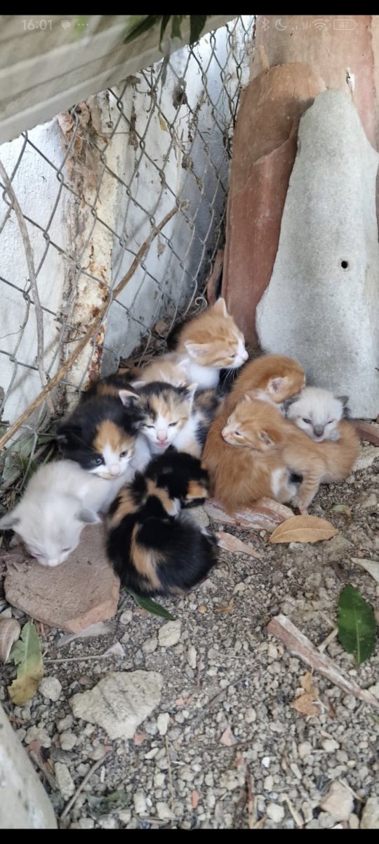 Neinei_rescue's tweet photo. No se acaban las desgracias 😣😣

Necesito casa de acogida para 8.

No hace falta que sea 1 para 8 pueden ser 2 para 4 o 4 para dos. URGENTISIMO. SI NO LES ENCONTRAMOS NADA SE LOS LLEVAN EL SÁBADO "AL CAMPO" https://t.co/JSpvOBj5qE