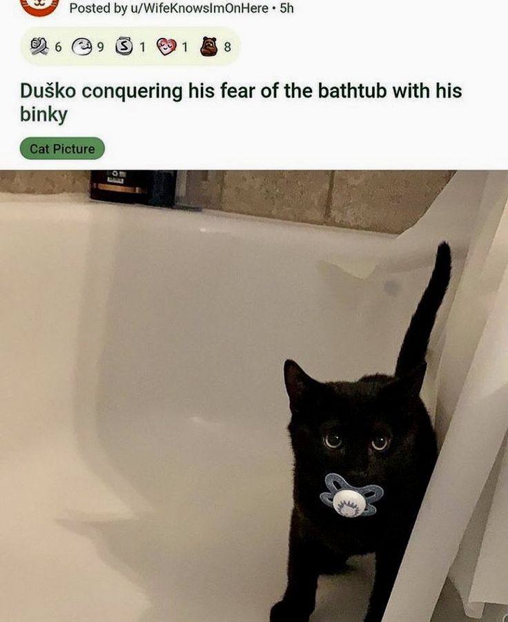 CatPosted tweet picture