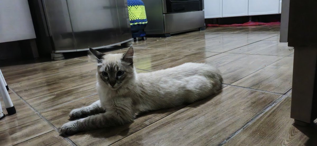 davidredfield56's tweet photo. A primeira vez q ele apareceu em casa nem parecia um Filhote de poucos meses, e era o Gato dos Vizinhos. Agora ele ta enorme, os Vizinhos meio q abandonaram e ele decidiu morar com a gente. Se machucou esse dias e a gente cuidou. Detalhe que não tem nem 1 ano. Agora tenho 2 Gatos https://t.co/MKVxblIvUM