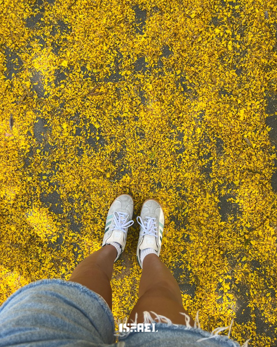 IsraelinSenegal's tweet photo. Notre campagne « Israël en couleurs » se poursuit : place au JAUNE ! 💛🇮🇱

Des fleurs sauvages aux fruits du terroir, en passant par les paysages d’Israël, faites défiler les images pour découvrir le pays sous ses nuances de jaune. ☀️

#israelincolor #yellow #travel #nature #beautifuldestinations