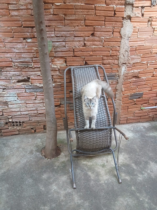 davidredfield56's tweet photo. A primeira vez q ele apareceu em casa nem parecia um Filhote de poucos meses, e era o Gato dos Vizinhos. Agora ele ta enorme, os Vizinhos meio q abandonaram e ele decidiu morar com a gente. Se machucou esse dias e a gente cuidou. Detalhe que não tem nem 1 ano. Agora tenho 2 Gatos https://t.co/MKVxblIvUM
