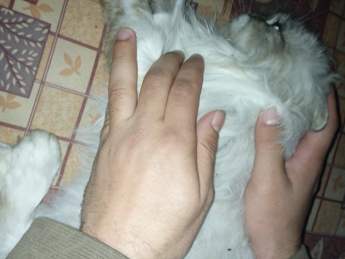 alialjbour29's tweet photo. I tried not to lose hope, but everyone has abandoned us. My cat's condition is worsening by the hour; I don't want to lose my little one. Please help me before it's too late.
https://t.co/miVRENlAXF https://t.co/3bdNXQiUSi