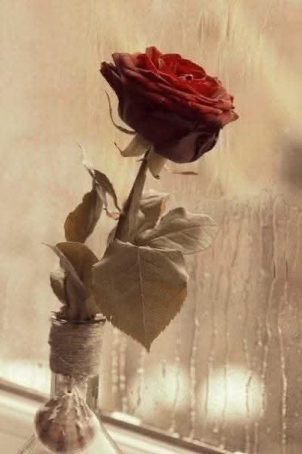 iixil99's tweet photo. لا أريد ثلجًا متراڪمًا على عتباتِ قلبي ..
و لا مطرا متهاطلاً فوق رصيف عمري ..
أريد مدفأة تحميني من برد الذڪريات .. 
و خبزًا لأسدّ بيه جوع الحنين .. https://t.co/4W4PJT0jdW