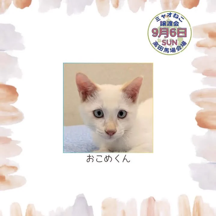 ミャオ！ねこのおうち【譲渡会・東京】 on X: 