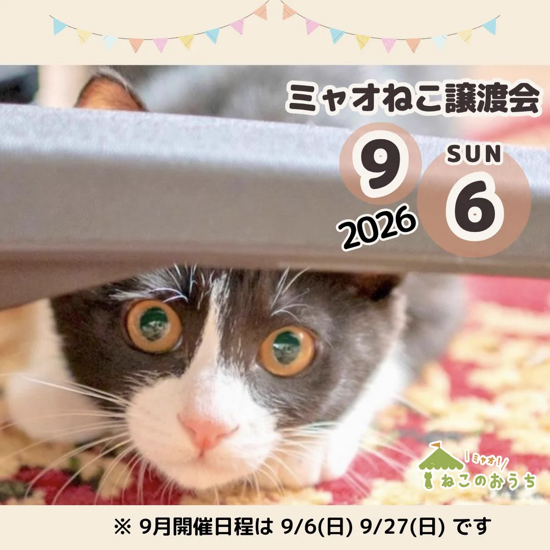 ミャオ！ねこのおうち【譲渡会・東京】 on X: 