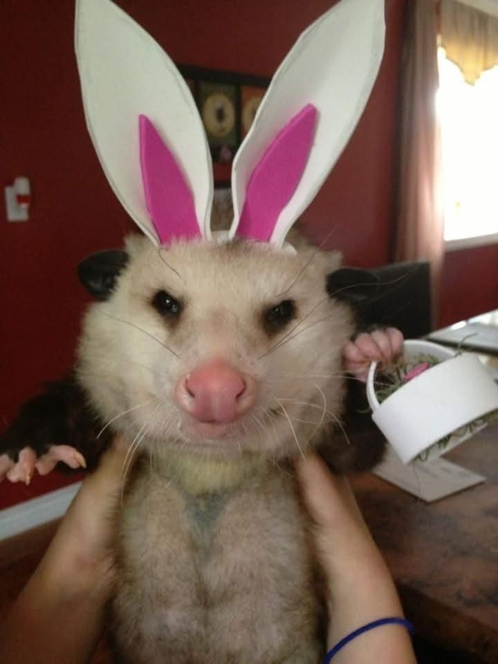 DeathPoss's tweet photo. Thinking of going as a bunny for Halloween. https://t.co/OPxHgKlc9s