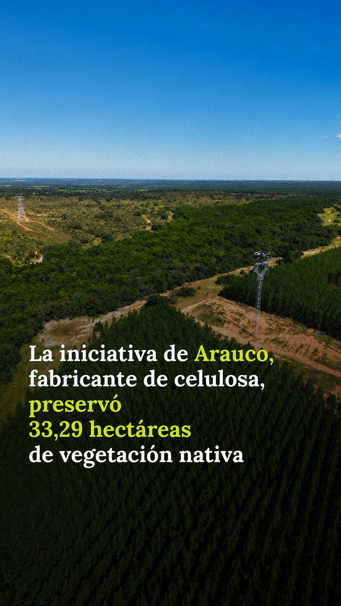 latam2050's tweet photo. Se puede instalar una línea de alta tensión sin talar vegetación nativa? En el Proyecto Sucuriú, @Arauco_oficial demostró que sí. Para tender los cables de la línea de transmisión entre Inocência y Selvíria, en Mato Grosso do Sul, utilizó drones en lugar de maquinaria pesada. 🌱 https://t.co/95pizi7FpE