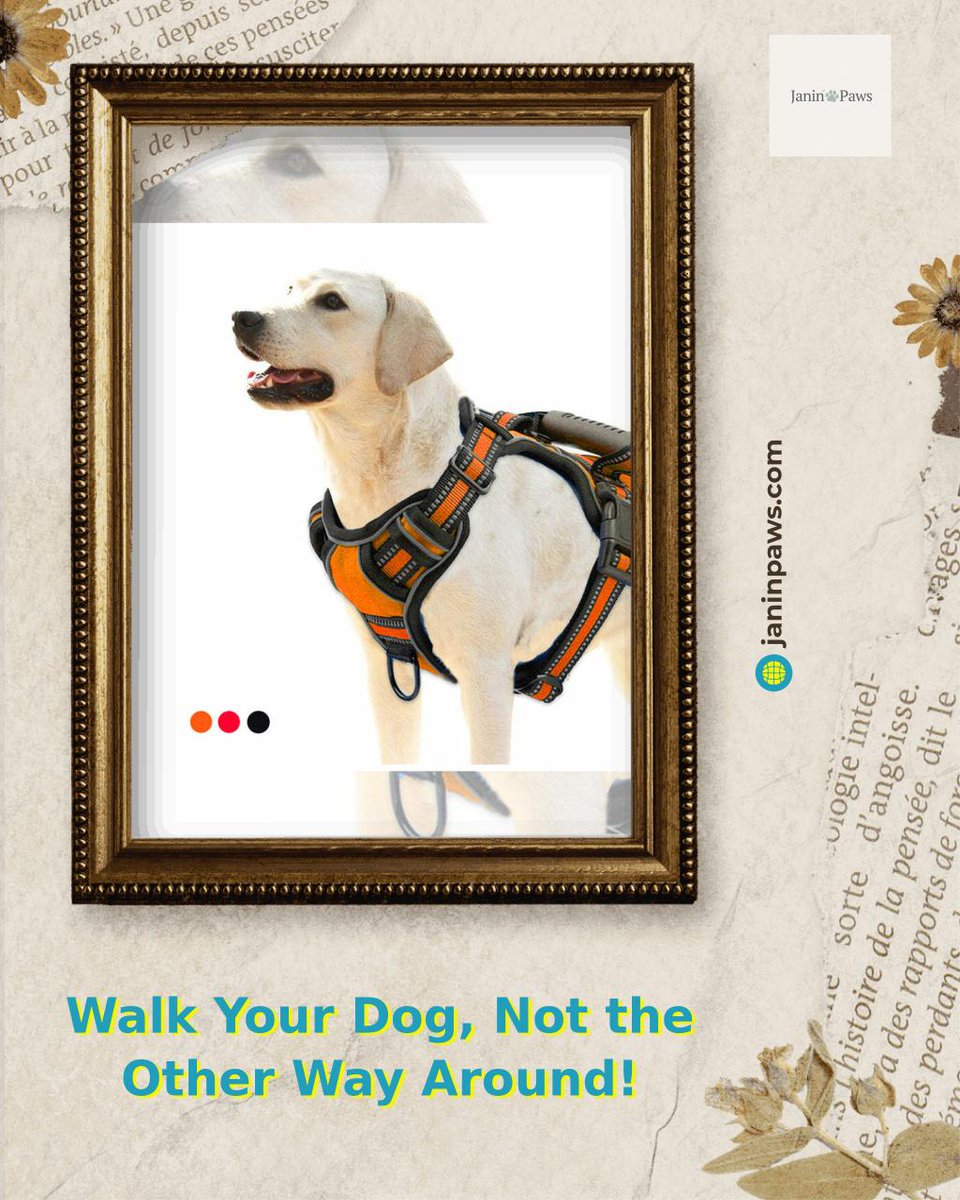 janinpaws's tweet photo. Take control of your walks! Walk Your Dog, Not the Other Way Around! is only $33.99. Give your furry friend the freedom they deserve! #DogTraining #PetProducts https://t.co/a5bWch5c4m