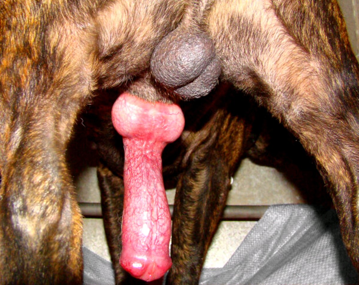 Babybubzz1's tweet photo. STOP scrolling… 👀🐾🔥 You’re seriously going to pretend this didn’t grab your attention? RT if you felt the wild energy. 🔁 https://t.co/XUJXpIwaUs