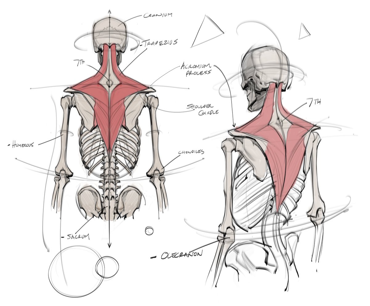 saqomolo's tweet photo. Studying the anatomy of the trapezius! From watching @prokotv YouTube channel spending time with Skelly:D #trapezius #sketleton #skelly #lineart #anatomy #humananatomy #gottoetbetter #drawing #sketching #doodles #skull #spine #pelvis #figuredrawing #gesturedrawing https://t.co/8V0fJOQzU9