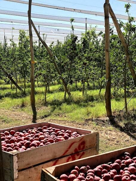 belenlarchens's tweet photo. Feliz Cumpleaños General Roca! capital de la producción de Rio Negro 🍎💙🤍💙🤍💙 https://t.co/VJ3qie0deN