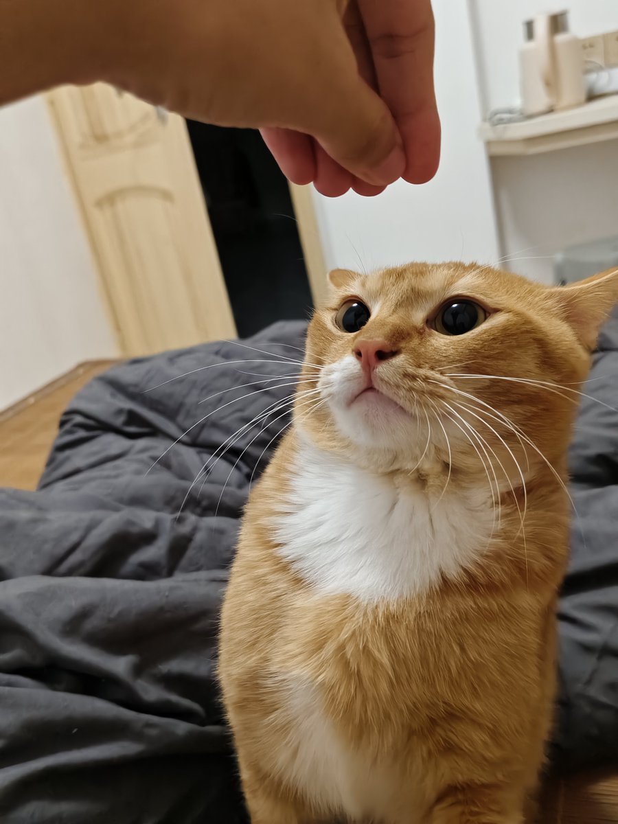 Xujibaipjuh's tweet photo. 🐱 https://t.co/z35q5RWnOY