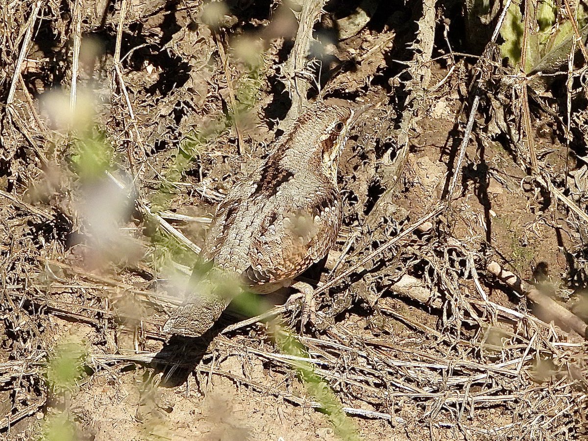andysims4049's tweet photo. Wryneck by the car park @Natures_Voice Frieston shore this morning. @Lincsbirding @BTO_Lincs @LincsWildlife https://t.co/c8x1PHjjtM