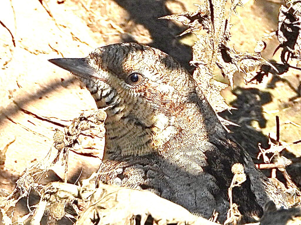 andysims4049's tweet photo. Wryneck by the car park @Natures_Voice Frieston shore this morning. @Lincsbirding @BTO_Lincs @LincsWildlife https://t.co/c8x1PHjjtM