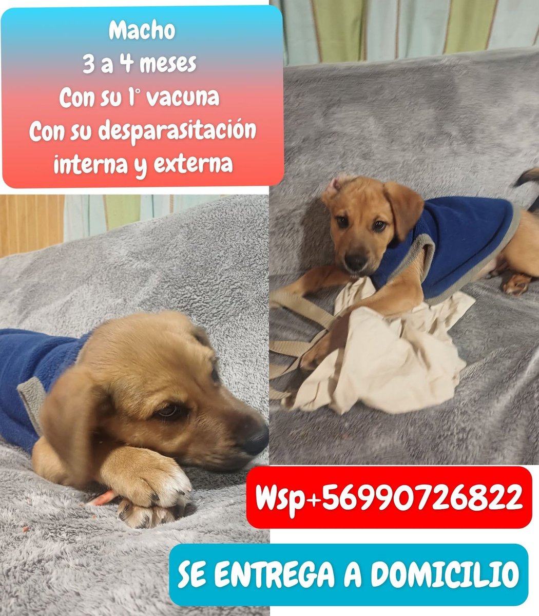 eltuitdemarsh's tweet photo. Urge un hogar, temporal o definitivo, para este bebé abandonado. Actualmente lo cuida una joven, ya no podrá seguir haciéndolo y no quiere que vuelva a la calle. Si puedes darle temporal o deseas adoptarlo, comunícate al número en la imagen. Favor RT!
#CerroNavia https://t.co/4pJP9TY6Sr
