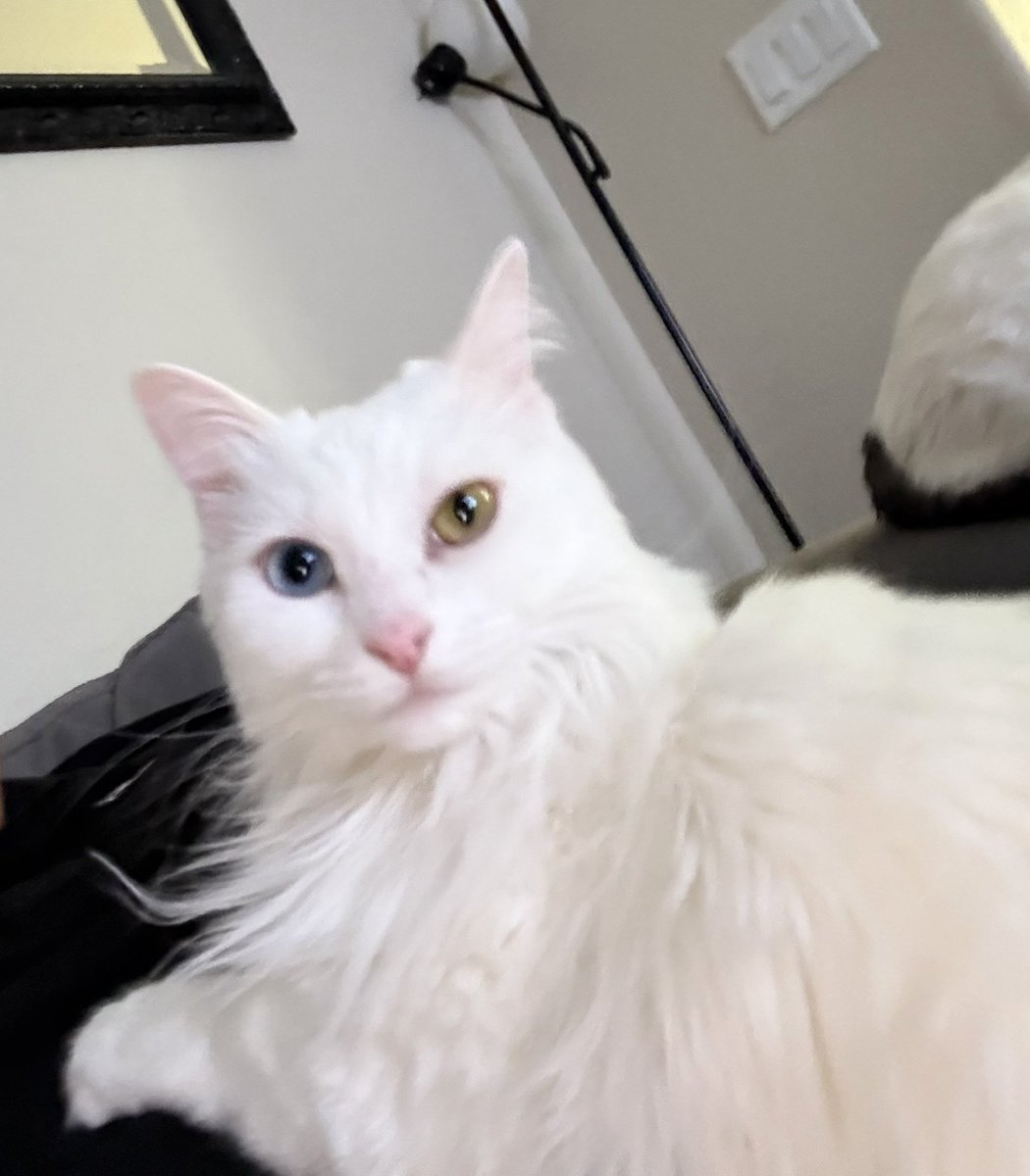 NickDale2789's tweet photo. @lexxilovelacexo 26Lb vs 11Lb cat https://t.co/lSfICUt1rC