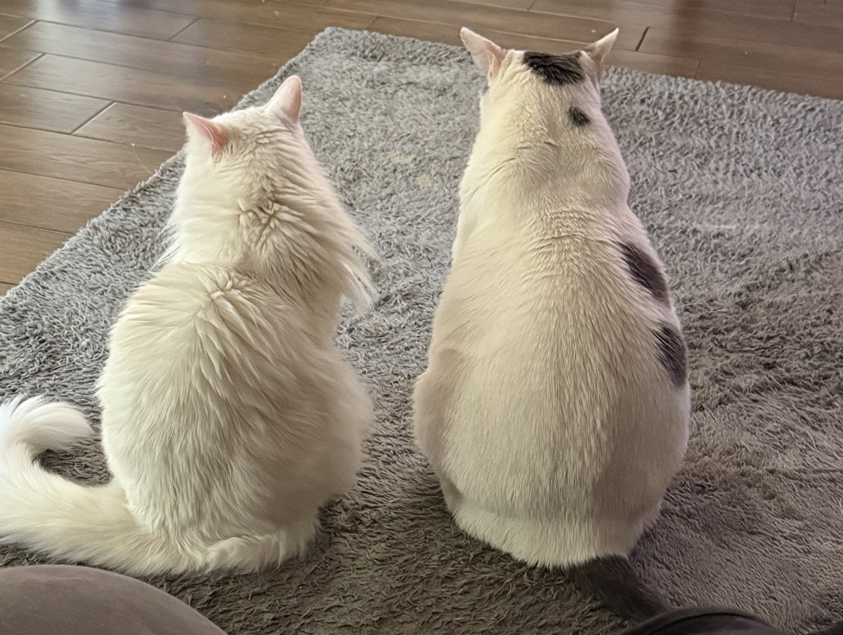 NickDale2789's tweet photo. @lexxilovelacexo 26Lb vs 11Lb cat https://t.co/lSfICUt1rC