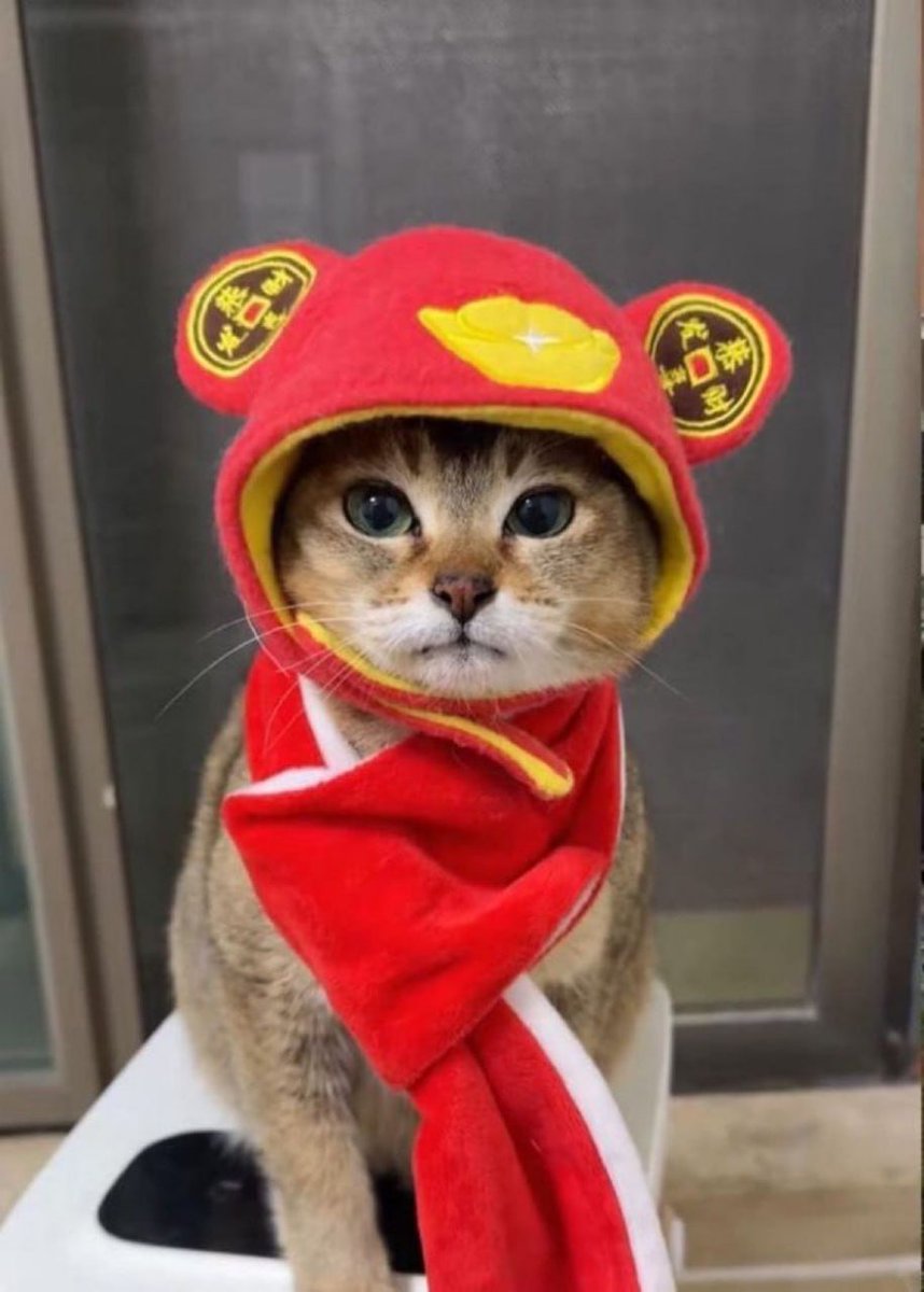 107thR's tweet photo. @vladtenev @MarcellxMarcell See how cute Meimei is https://t.co/o1E3LxJQ4Y