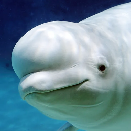 crewbadluck's tweet photo. @swettmoo Ele é uma beluga https://t.co/IE2wzMKkD1