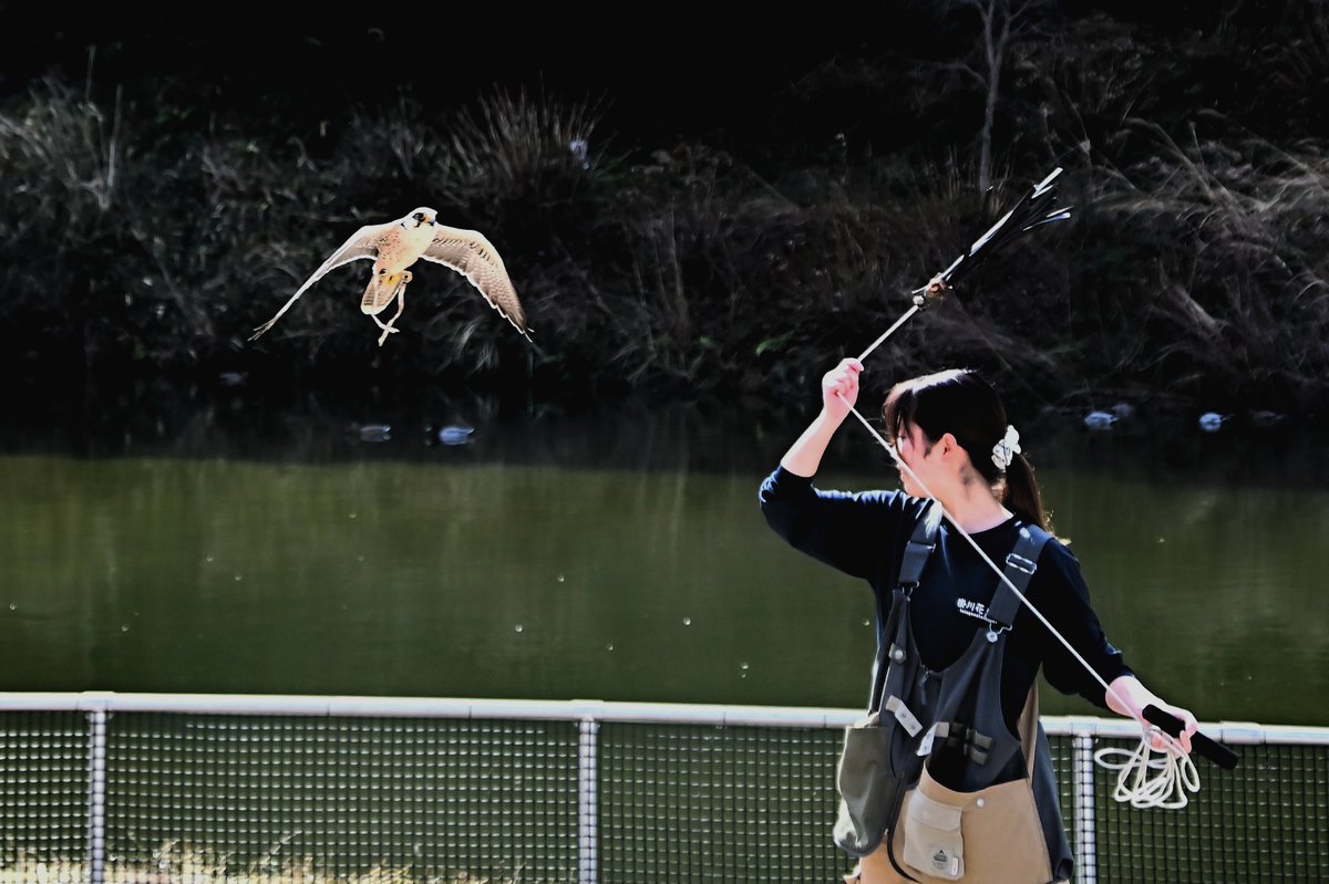 chillaphoto's tweet photo. 「翼が描く一瞬」
撮影者:ひげおじ
#猛禽類 #鳥写真 #動物写真
#BirdPhotography #BirdsOfPrey #WildlifePhotography
#PhotographieAnimaliere #Oiseaux #Rapaces https://t.co/Yi9sRNvmYC