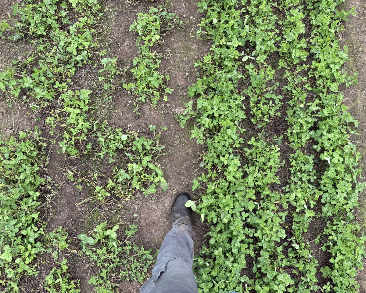 PastureGenetics's tweet photo. Trébol rojo PG BAQUEANO
Ensayo segundo año (siembra 2025)

Estanzuela 116 (izq)
PG Baqueano (der)

¡Tremendas diferencias!

Mejoramiento LOCAL
Genética SUPERIOR 
⚫️🟢 https://t.co/fizAf5clAA