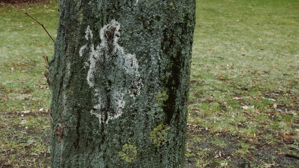 KempeXB1's tweet photo. #nature #trees #randomart #signs #spirituality https://t.co/Wf4w31C84C