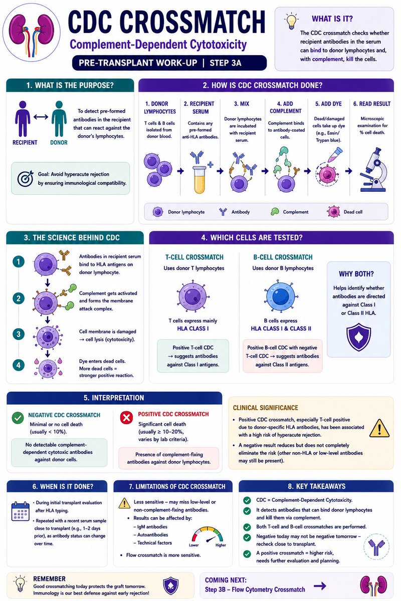 Anaghashreyas's tweet photo. Pre-transplant workup | Step 3 🧬

After HLA typing, what’s next?

CDC crossmatch: recipient serum is mixed with donor lymphocytes.If antibodies bind and activate complement → cell death → positive crossmatch.

A crucial check before transplant. 👇

#FOAMed #NephtTwitter https://t.co/rvUzbEO0iU