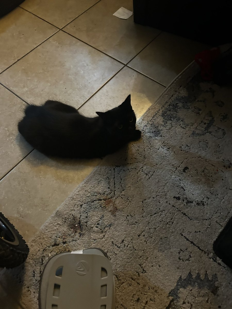 swampfoxx's tweet photo. @TalkWithSally Another Cat model stopped by to check on my recovery from foot surgery. https://t.co/RpFVobewit