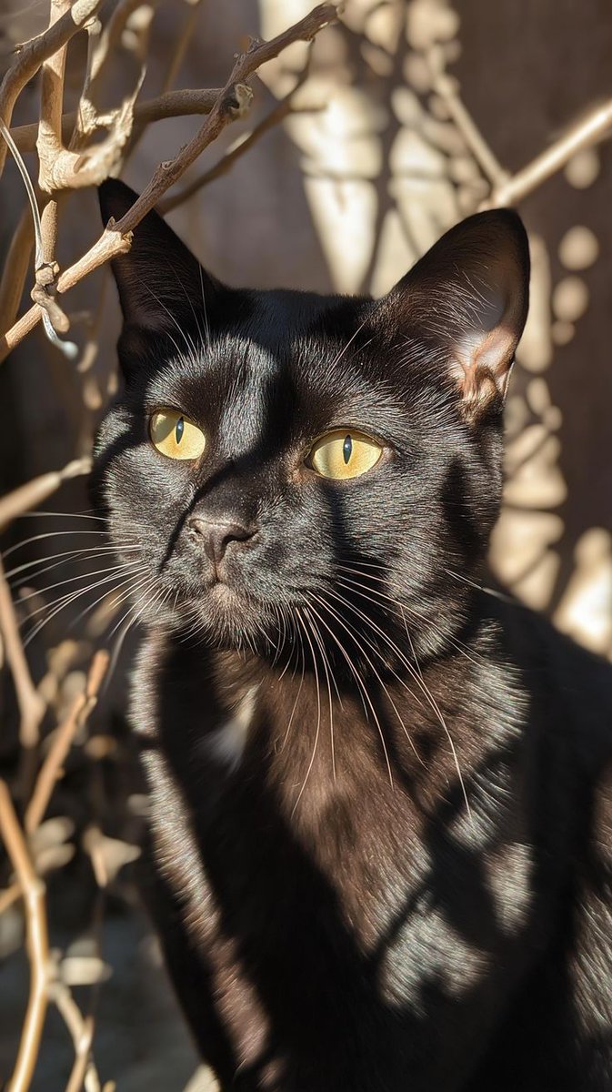 DailyCatsX's tweet photo. https://t.co/giz0r44X1H