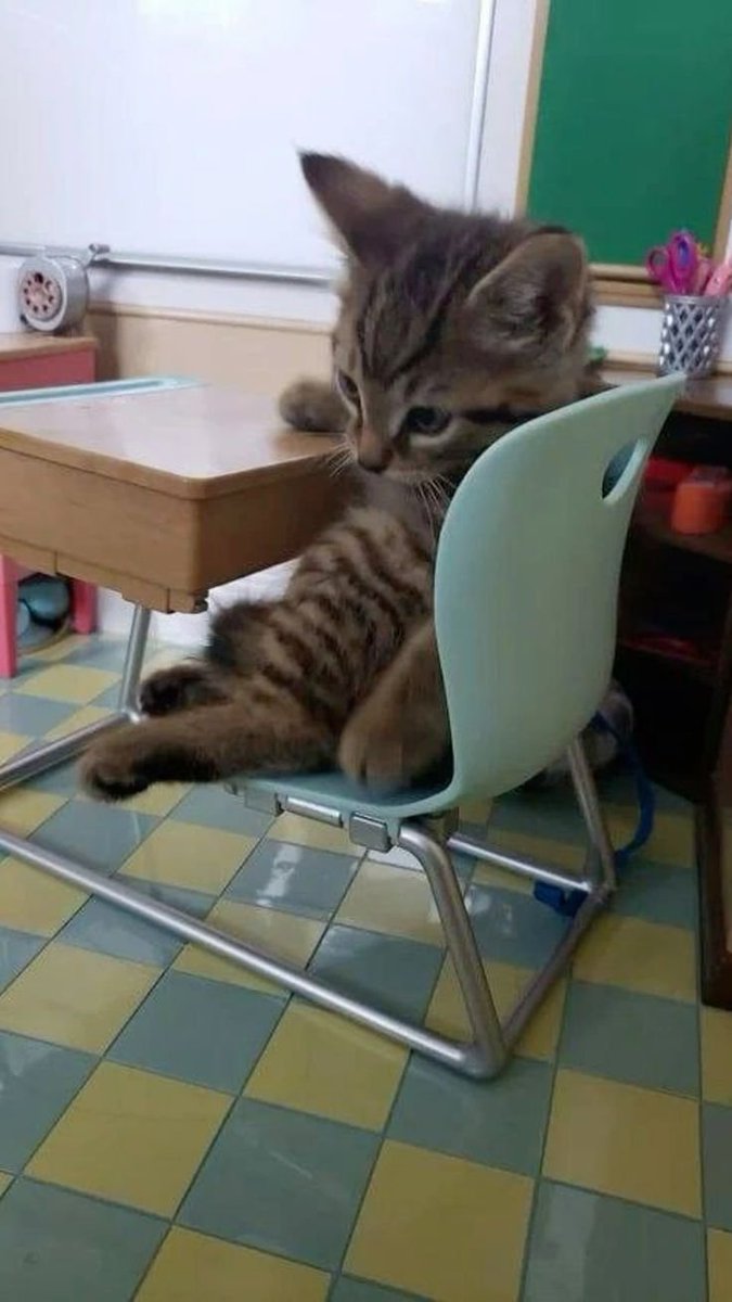 CHATONParfait47's tweet photo. @Mariegeorg2kmx Merci Marie Georgette...😺😘😘 https://t.co/ii8u6u3gL4