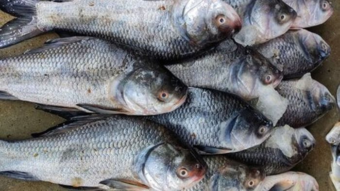 OpIndia_com's tweet photo. Bihar has warned residents against eating fish washed in by Nepal’s floodwaters, with unfamiliar species turning up in flood-hit areas and reports of people falling ill after consuming them.

Authorities say floodwater may expose fish to sewage, dead animals, bacteria, viruses and other pathogens.

Residents have been urged not to catch, buy, sell or consume such fish until conditions return to normal.

https://t.co/EFhgBT8VIR