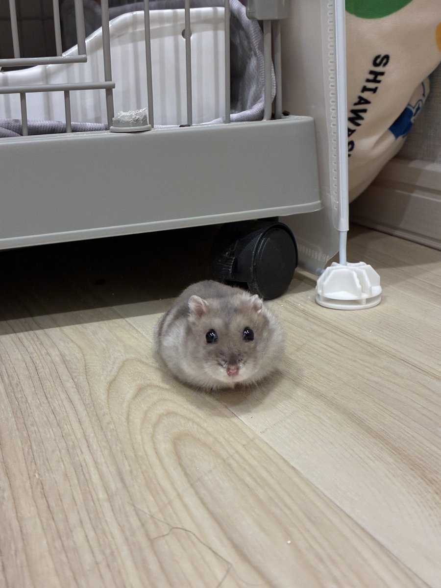 lovehams_'s tweet photo. 別荘(🐭のケージ下)から出てくるとこ https://t.co/dyUcZZQCSw