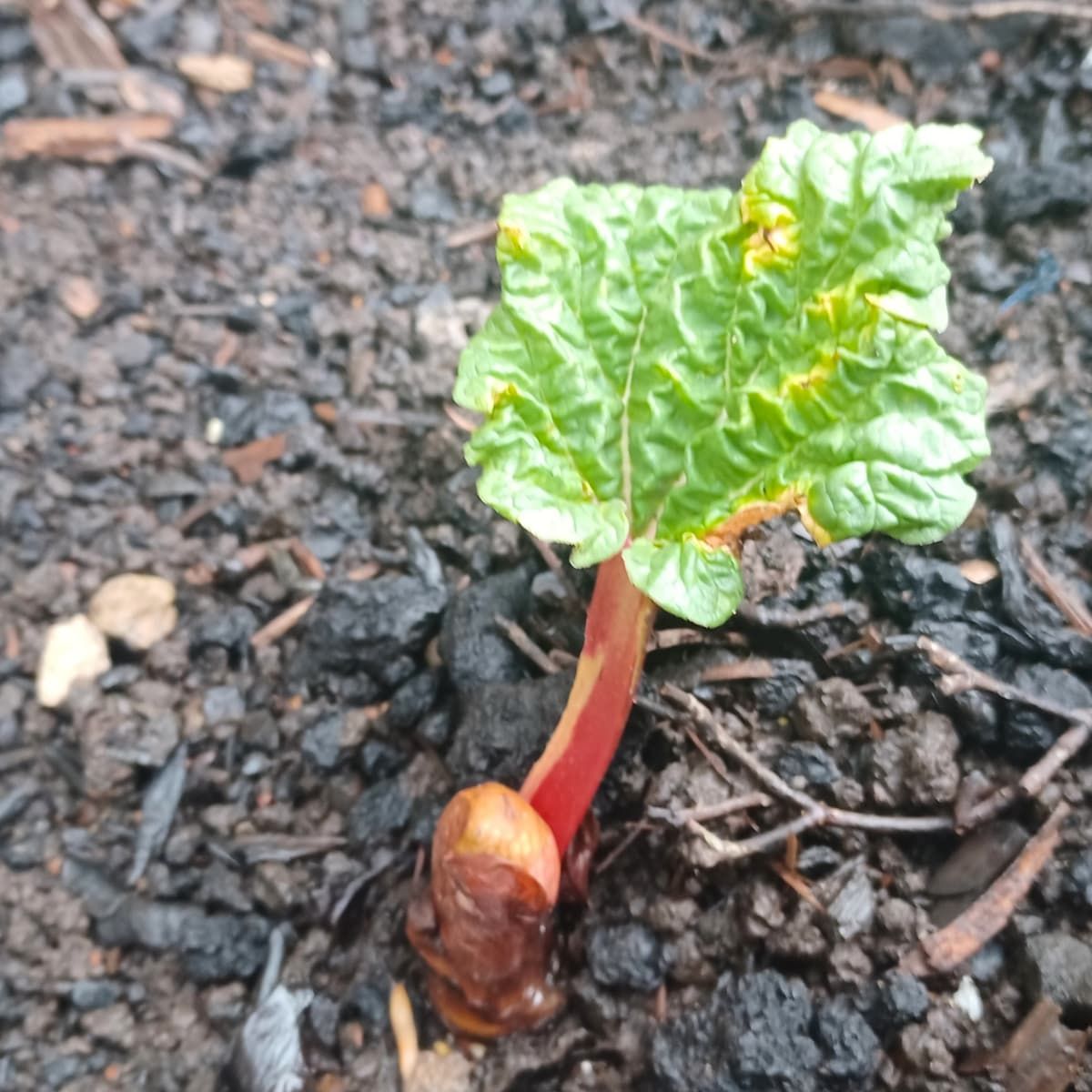 WTYIndustry's tweet photo. Wakefield’s famous Rhubarb Festival returns from 19–21 February 2027: https://t.co/nhRQ5UgJTP The 3-day celebration of Yorkshire’s Rhubarb Triangle will see cookery demonstrations, speciality markets and street food in the city centre. Trader applications now open. #marketstalls https://t.co/fq4DhIzmKB