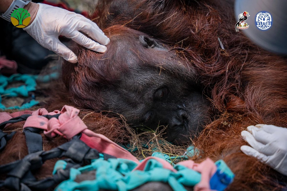 volcaholic1's tweet photo. An adult male orangutan named Sampurna was rescued after collapsing from severe smoke inhalation near a palm oil plantation in West Kalimantan, Indonesia. He is the seventh orangutan rescued in Ketapang this August due to worsening regional wildfires.

📷 BKSDA Kalimantan Barat/YIARI
https://t.co/nkIkuN2s4K
