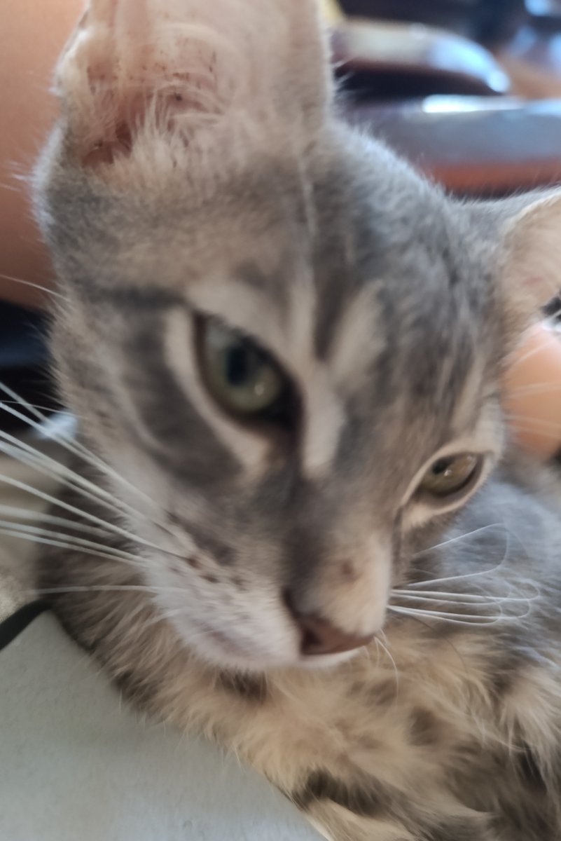 vhskml's tweet photo. If people don't like you, thats OK but If cats don't like you, then you need to work on yourself. https://t.co/gxegVOaobp