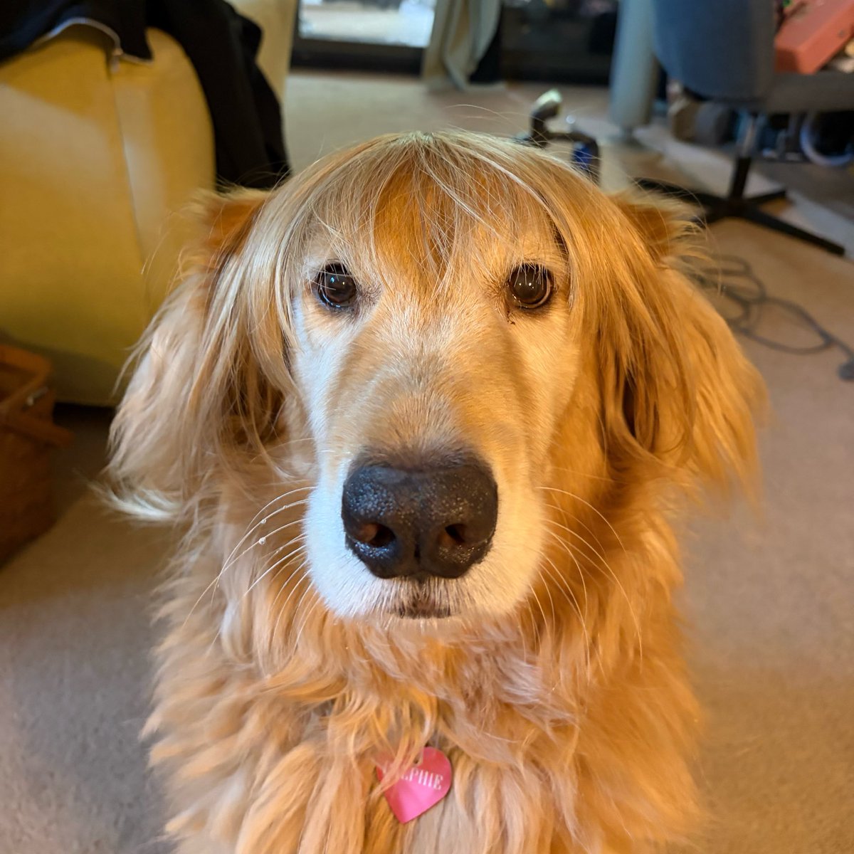 pfaffphobic's tweet photo. Does everyone like his new hairdo? https://t.co/uva1ESX76O
