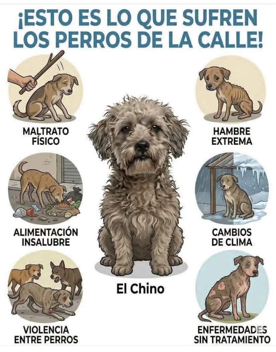 PerroUsuario's tweet photo. Mira algunos ejemplos de lo que sufren en la calle y recuerda que ellos no eligieron vivir allí.
Por favor seamos un poco más sensibles al dolor que sufren y si no puedes ADOPTAR (que sería lo ideal) al menos ayúdale para hacer su día un poco menos difícil https://t.co/THyB0l0BSL