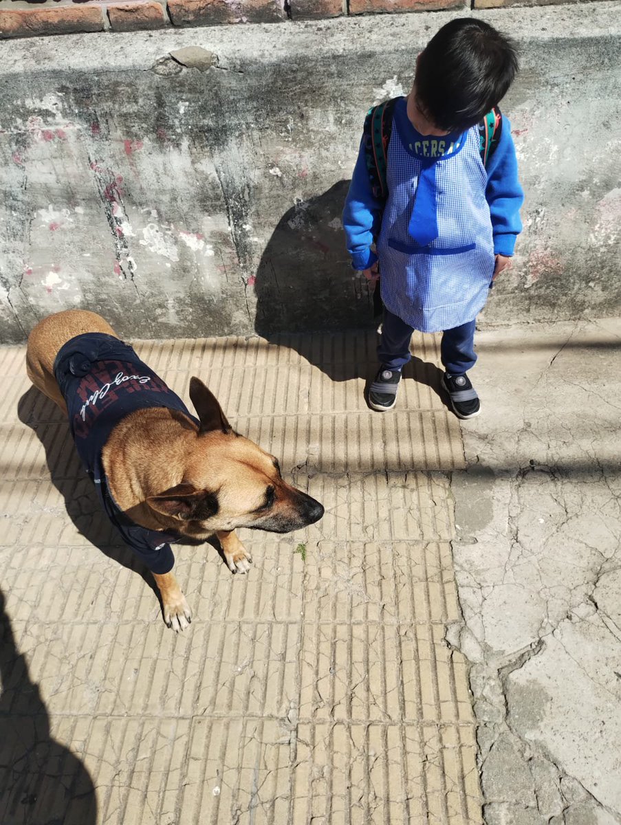 elcucharangobam's tweet photo. Era todo risas hasta que se fue con Vicente desde la casa hasta el jardín y ahora lo tengo yo.
Si alguien perdió está viejita hermosa me escribe y lo recupera.
En promo también se pueden llevar al niño.
Y sino se quedará acá, pero al niño se lo pueden llevar igual
Zona: Ramos Sur https://t.co/VSOz2uU3j8