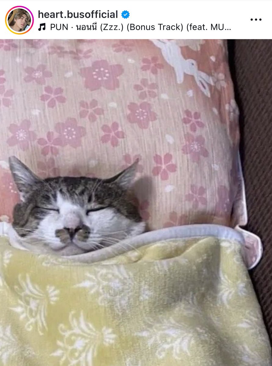 boobabyongl's tweet photo. คนนึงก็รีหมาเด็ก คนนึงก็ลงรูปแมว แปลว่าอายัยนิ้>< 🦮🐈 https://t.co/aSzNjQU0cM