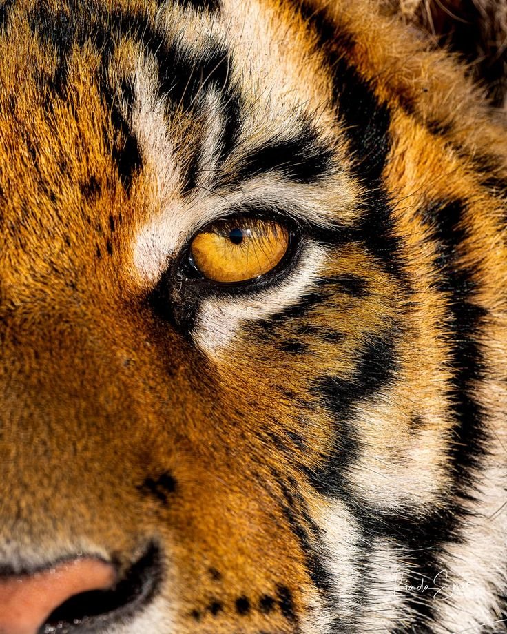 Narizeletrico's tweet photo. Na verdade eu sou um tigre https://t.co/w0s4Lz4KHX